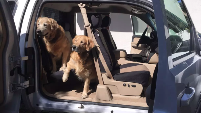 shearcomfort-s-dog-seat-covers-the-best-choice-for-truck-owners.png