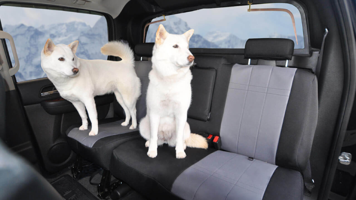 why-do-you-need-a-dog-seat-cover.png