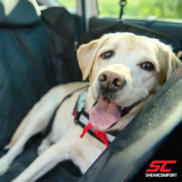 can-dog-seat-covers-accommodate-pet-hair-and-prevent-shedding-in-the-car.jpg