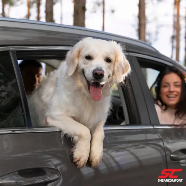 how-to-keep-your-dog-seat-cover-clean.png