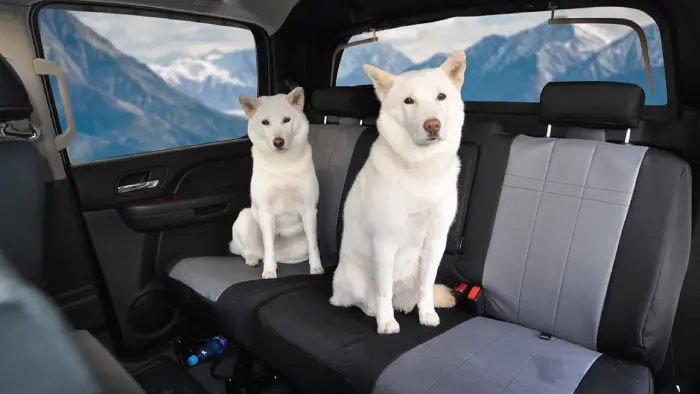 the-importance-of-quality-dog-seat-covers.jpg