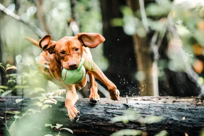 Free Brown Vizsla dog energetically jumping over a log with a toy ball in a lush forest. Stock Photo