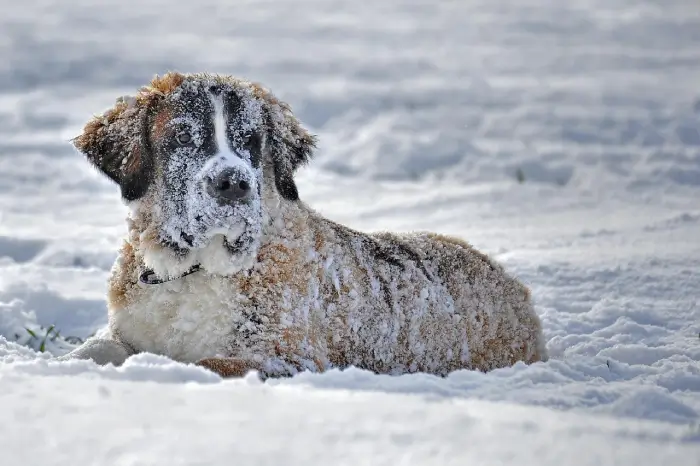 ShearComfort seat covers are safe for dogs 