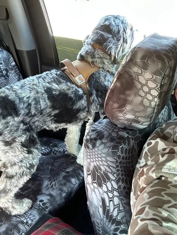 get-ultimate-protection-for-your-car-today-.jpg