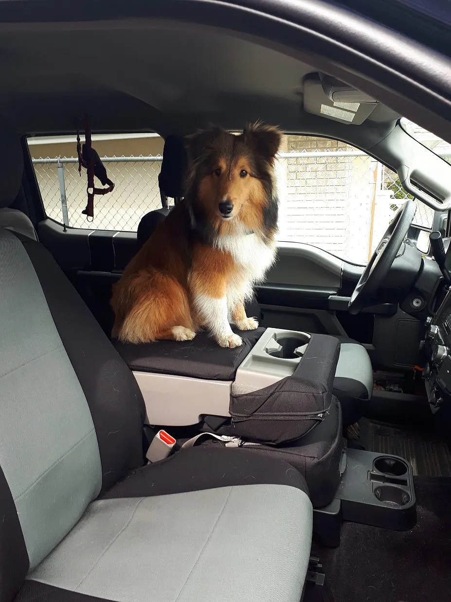 how-easy-are-truck-pet-seat-covers-to-clean-and-maintain.jpg