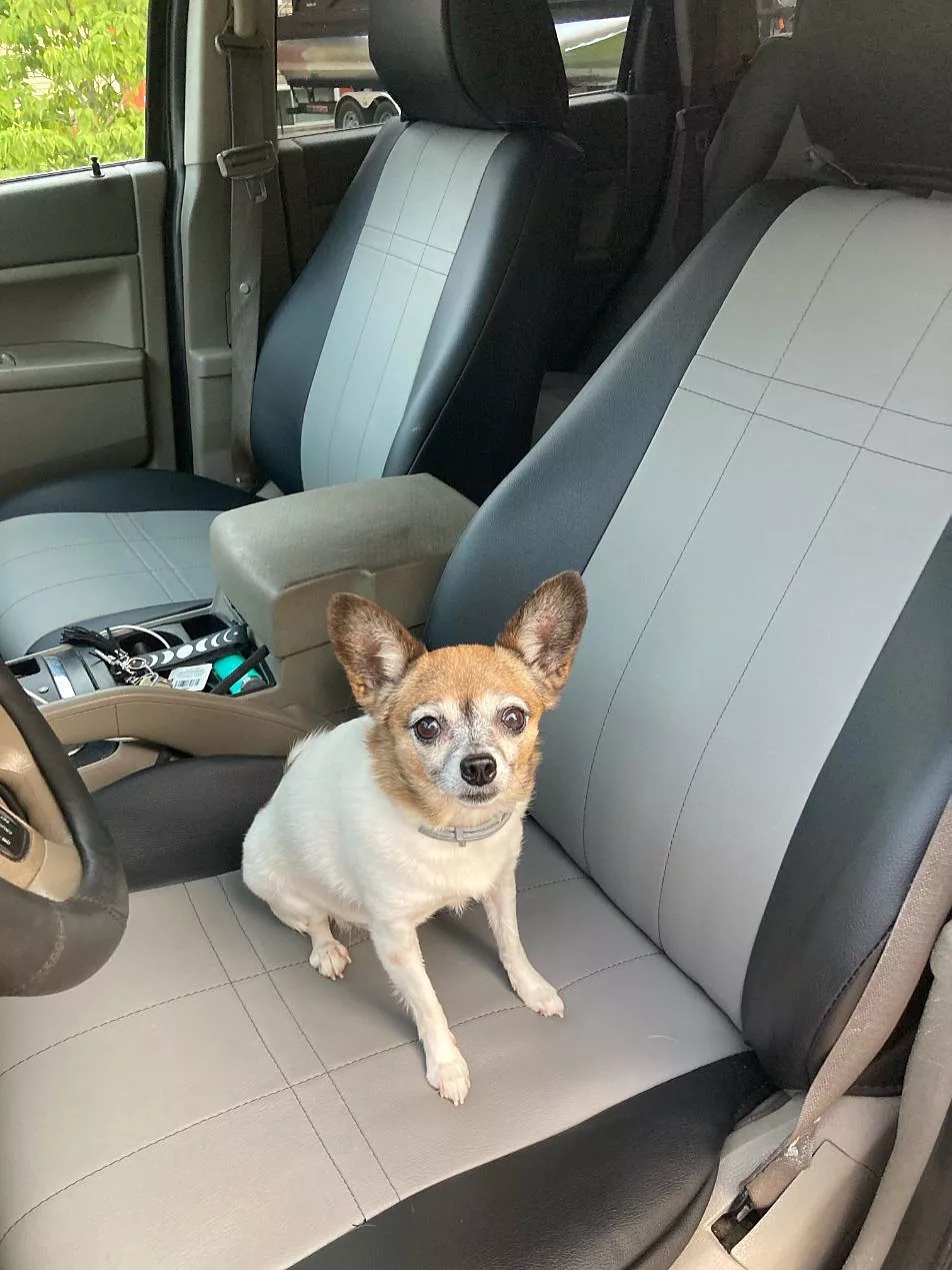 key-features-of-shearcomfort-pet-car-seat-covers.jpg