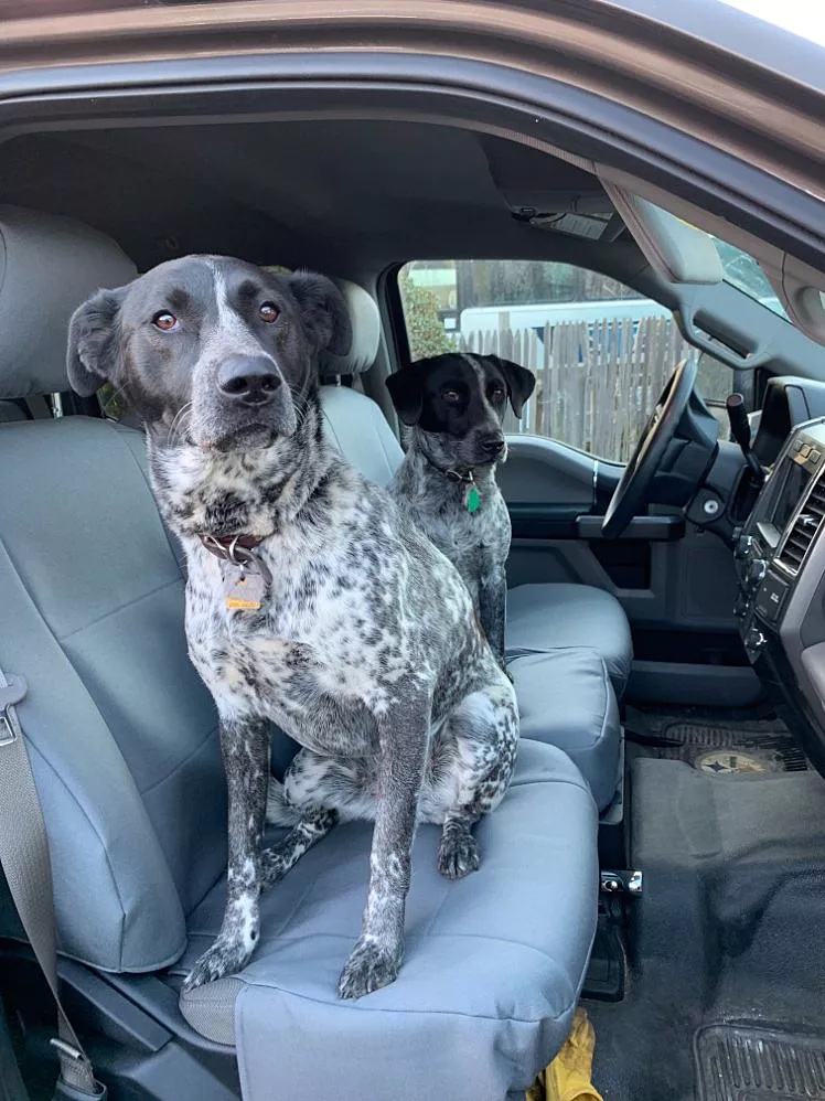 protect-your-car-and-your-pet.jpg