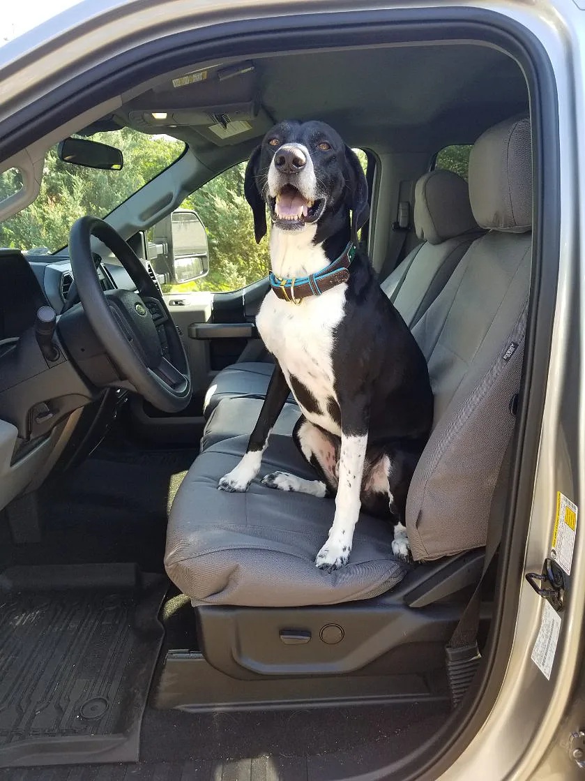 ready-for-stress-free-truck-travel-with-your-dog.jpg