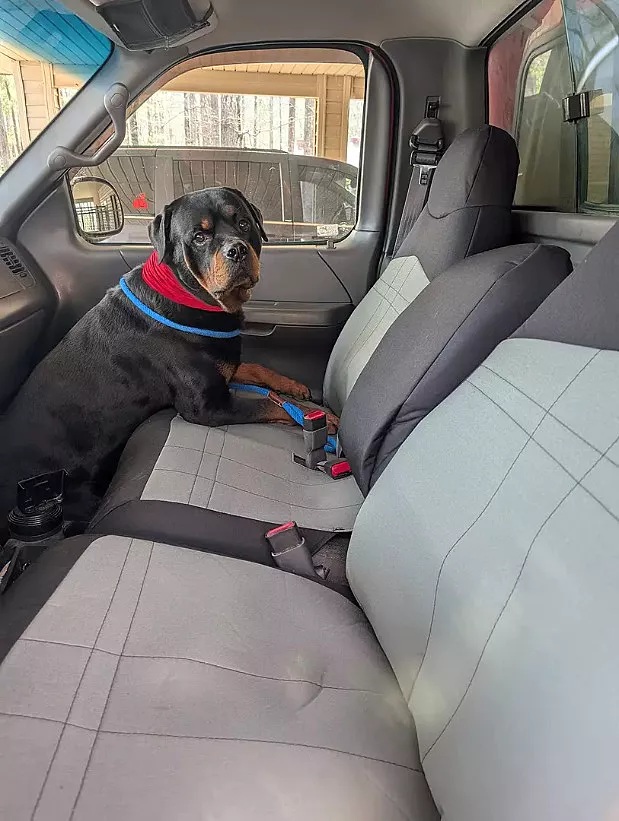 why-are-dogs-so-hard-on-truck-interiors.jpg